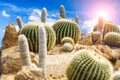 Cactus garden against a cloudy blue sky.