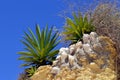 Cactus garden on Armacao De Pera Beach Royalty Free Stock Photo