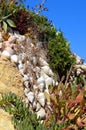 Cactus garden on Armacao De Pera Beach Royalty Free Stock Photo