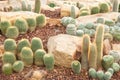 Cactus at the garden Royalty Free Stock Photo