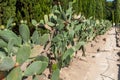 Cactus garden Royalty Free Stock Photo