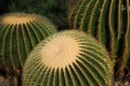 Cactus garden with chinocactus grusonii plants