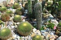 Cactus garden Royalty Free Stock Photo