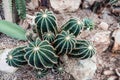 Cactus Garden Display with Star Patterns