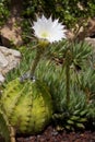 Cactus Garden - Elche - Spain Royalty Free Stock Photo