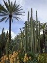 Cactus Garden - Elche - Spain Royalty Free Stock Photo