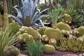 Cactus Garden - Elche - Spain