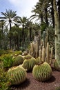 Cactus Garden - Elche - Spain Royalty Free Stock Photo