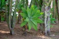 Cactus in the garden of the Genoves park in Cadiz, Andalusia. Spain. Royalty Free Stock Photo