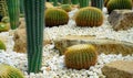 Cactus garden. Green cactus tree. Desert plant. Elephant cactus and golden barrel cactus in the garden. Desert plant. Cacti Royalty Free Stock Photo