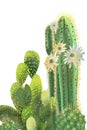 Cactus garden hand painted set of plants in garden setting, with real looking arrangemnt for background or art use.