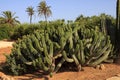 Cactus garden at island Majorca, Botanicactus garden, JardiÃÂ­n Botanico, Ses Salines, Mallorca, Balearic Islands, Spain