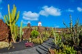 Cactus garden in Lanzarote Royalty Free Stock Photo