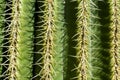 Cactus detail of cactus plant