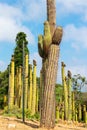 Cactus Garden in Lioret de Mar, Catalonia, Spain.