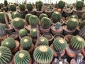 Cactus in the garden, Many of sprout cactus in Nursery garden.