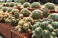 Cactus garden Royalty Free Stock Photo