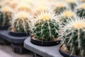 Cactus garden , Cactus pot decorate in the garden, beautiful cactus farm and succulent plants garden in greenhouse Royalty Free Stock Photo