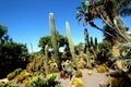 Cactus garden tastefully installed cacti in the botanical garden.