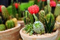 Cactus in garden tray Royalty Free Stock Photo