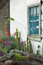 Cactus Garden Window Royalty Free Stock Photo