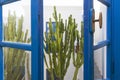 Cactus garden window Royalty Free Stock Photo