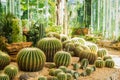 Cactus in gardening house