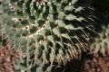 Top-view shot of cactus Mammillaria magnimamma.