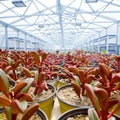 Cactus in a glass greenhouse for protection. succulents Royalty Free Stock Photo