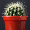 Cactus, globular, white spines and areoles.