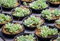 Cactus Graptopetalum Macdougallii. A small plant that is cultivating in a nursery