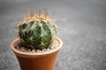 Cactus on gray background with copy space