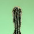 Cactus on green background, minimal creative life