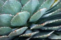 Cactus Royalty Free Stock Photo