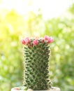 Cactus green flower background