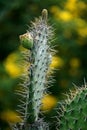 Cactus with green fruit Royalty Free Stock Photo