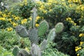 Cactus with green fruit Royalty Free Stock Photo