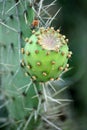 Cactus with green fruit Royalty Free Stock Photo