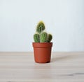 Cactus green house plant in brown pot on wooden desk