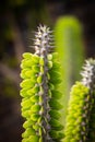 Cactus with green leaves and thorns Royalty Free Stock Photo