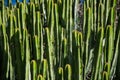 Cactus green nature closeup plant Euphorbia canariensis Tenerife, Canary Islands