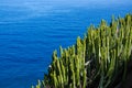 Cactus green nature plant spurge Euphorbia canariensis and ocean, Tenerife, Canary Islands
