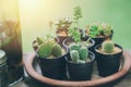 Cactus green plant botany home decoration small in pot Royalty Free Stock Photo