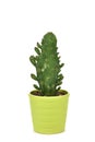 Cactus in a green plant pot Royalty Free Stock Photo