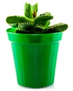 Cactus in green plastic pot Royalty Free Stock Photo