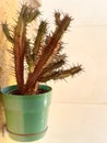 Cactus in a green pot. Royalty Free Stock Photo