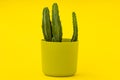 Cactus in a green pot Royalty Free Stock Photo