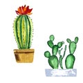 Cactus green pot set a watercolor illustration Royalty Free Stock Photo