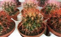 Cactus green with red needles. Cacti in pots.floral background.