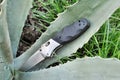 Cactus green tropical natural knife pocket folding blade